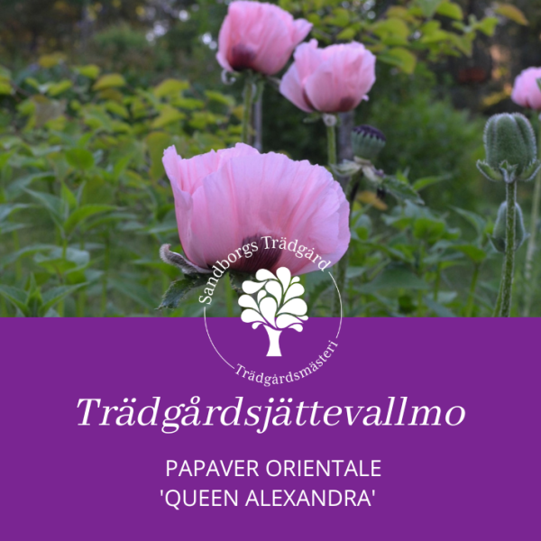 Jättevallmo Queen Alexandra | Sandborgs Trädgård