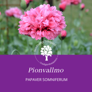 Pionvallmo | Sandborgs Trädgård