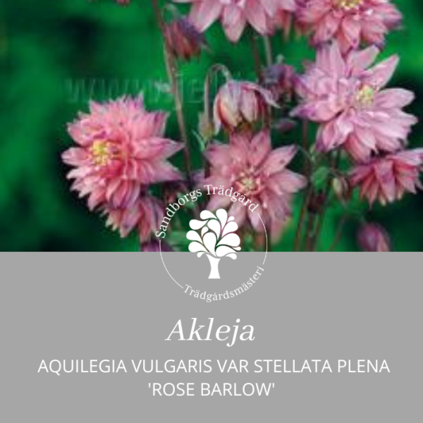 Akleja 'Rose Barlow'