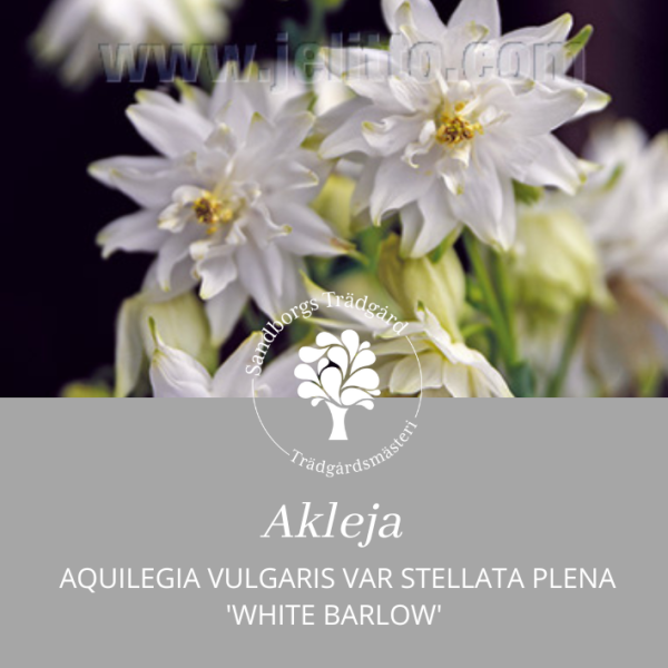 Akleja 'White Barlow'