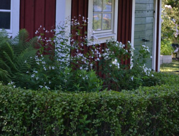 gillenia trifoliata | Sandborgs Trädgård