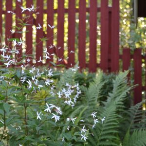 Gillenia trifoliata | Sandborgs Trädgård