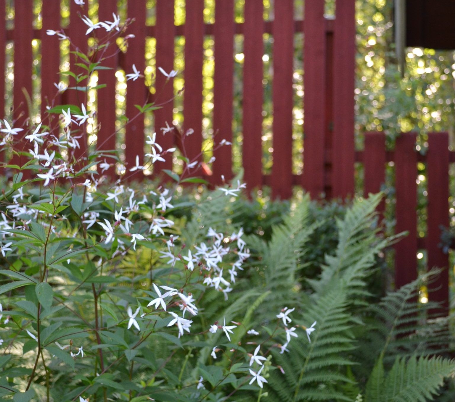 Gillenia trifoliata | Sandborgs Trädgård