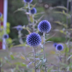 bolltistel | Sandborgs Trädgård