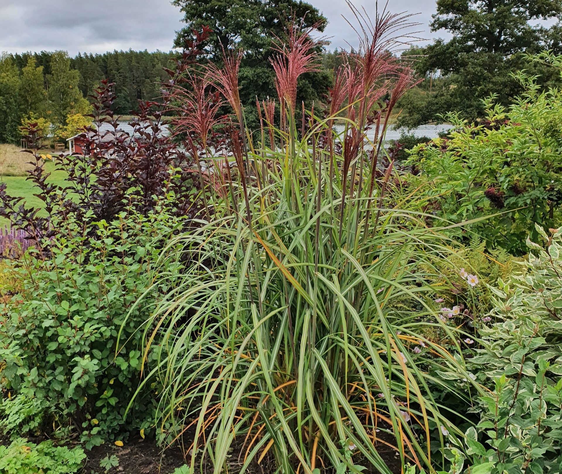 miscanthus sinensis | Sandborgs Trädgård