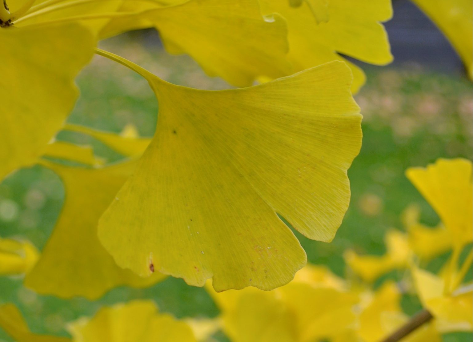 ginkgo | Sandborgs Trädgård