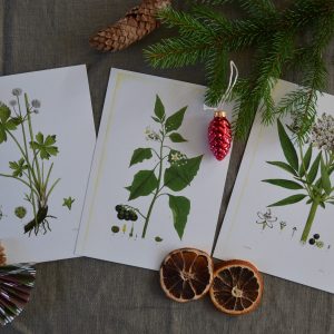 Julpaket | Sandborgs Trädgård