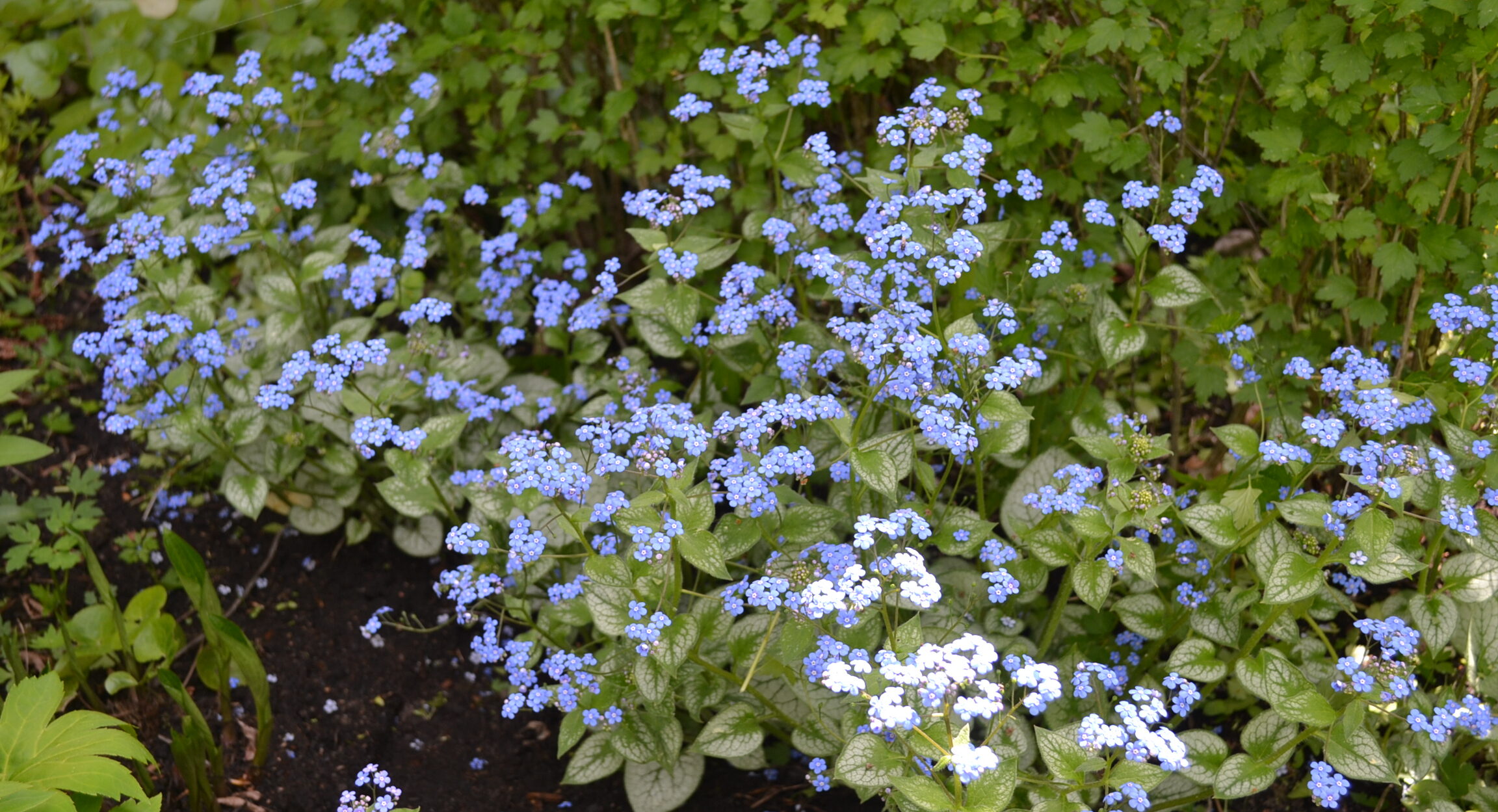 Brunnera macrophylla | Sandborgs trädgård