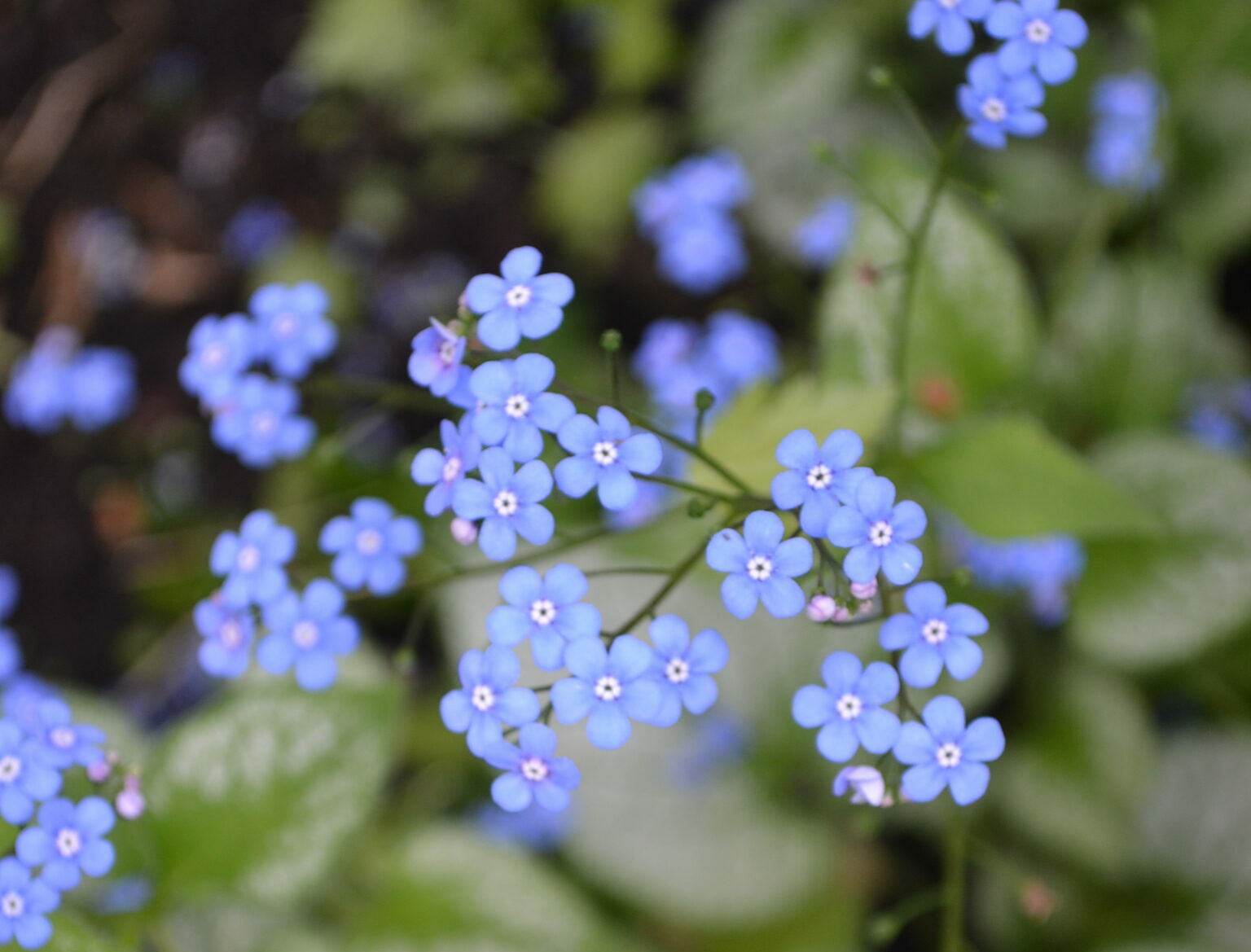 brunnera macropylla Jack Fros | Sandborgs Trädgård