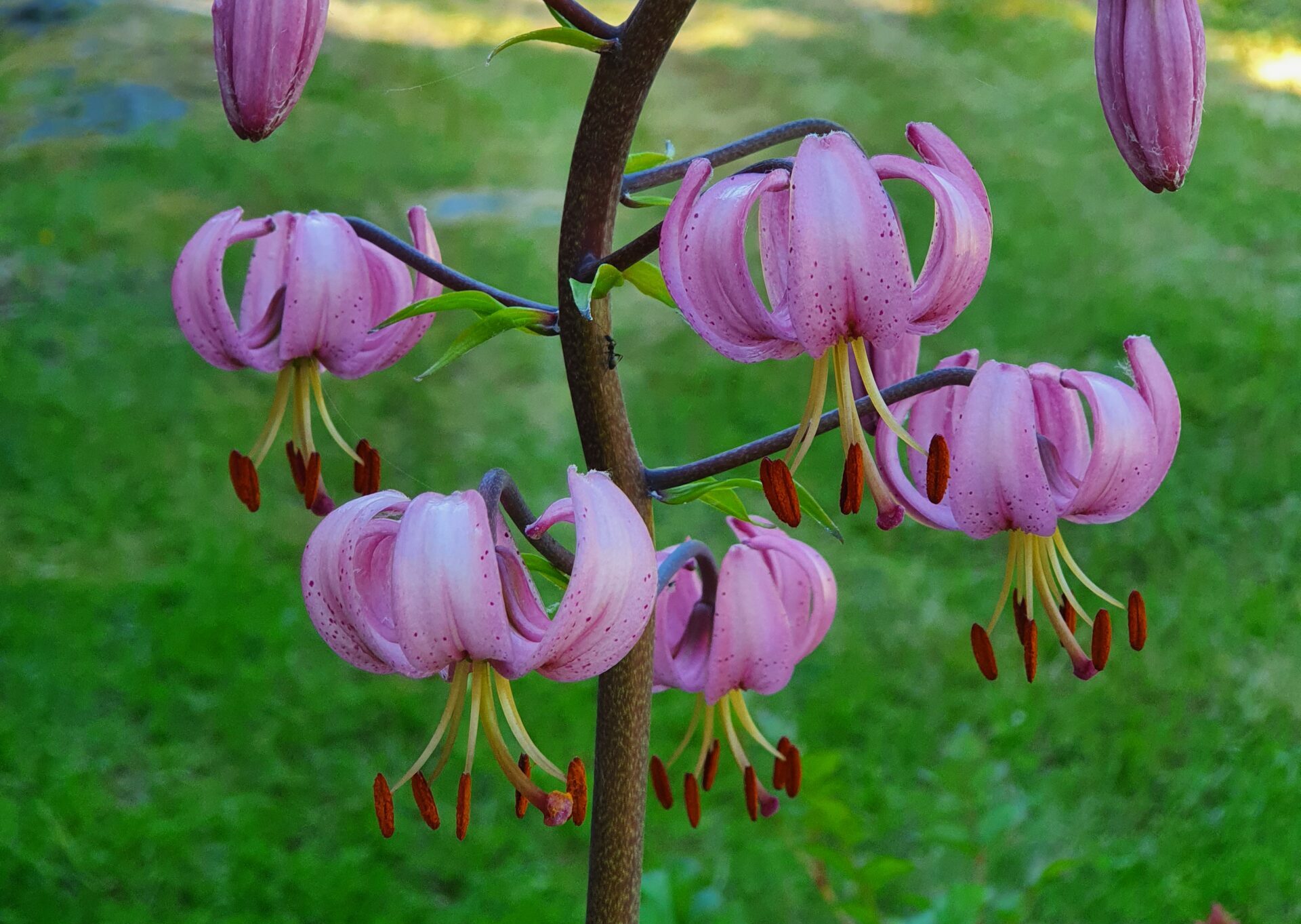 Lilium martagon | Sandborgs Trädgård