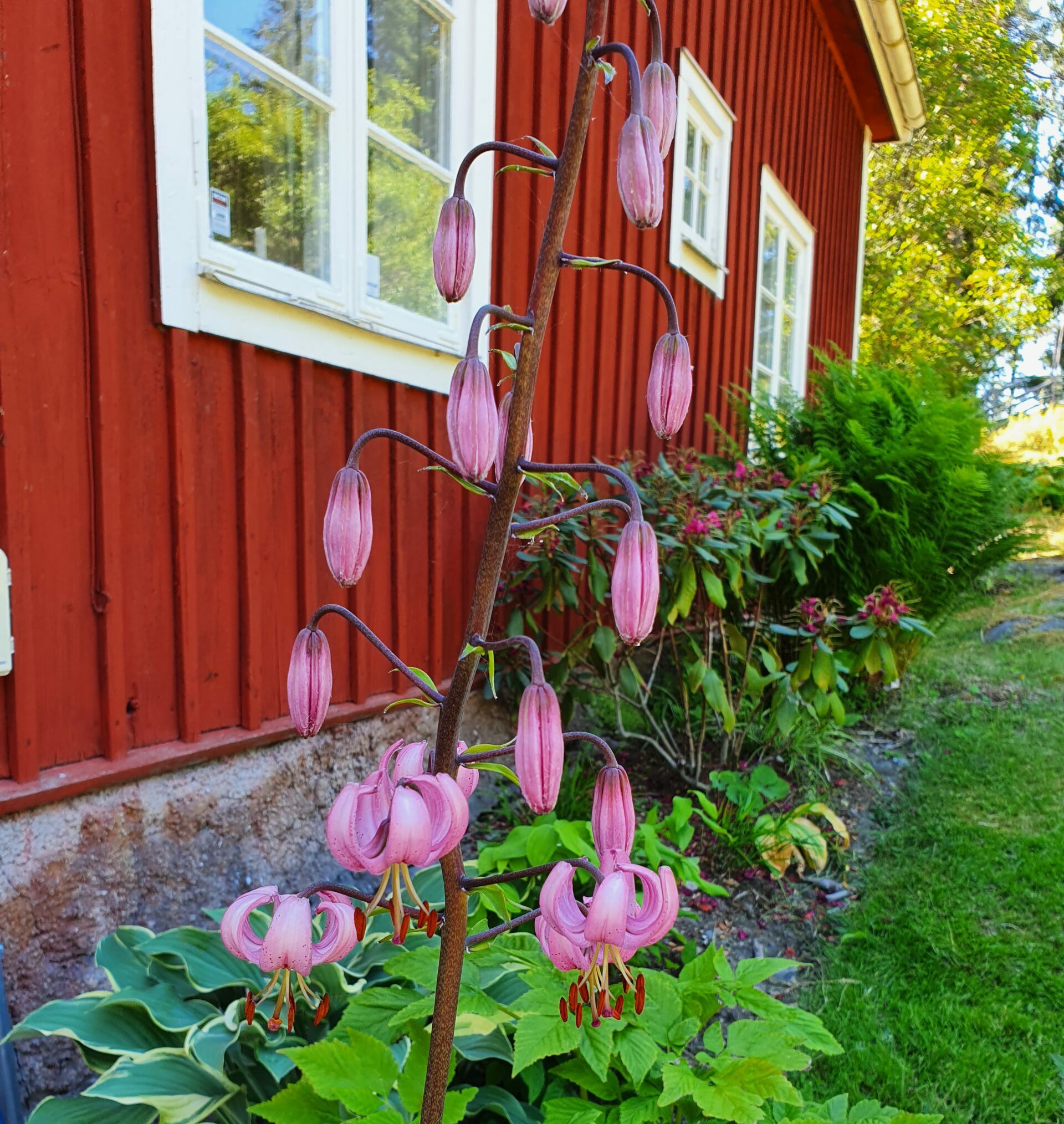 Krollilja | Sandborgs Trädgård