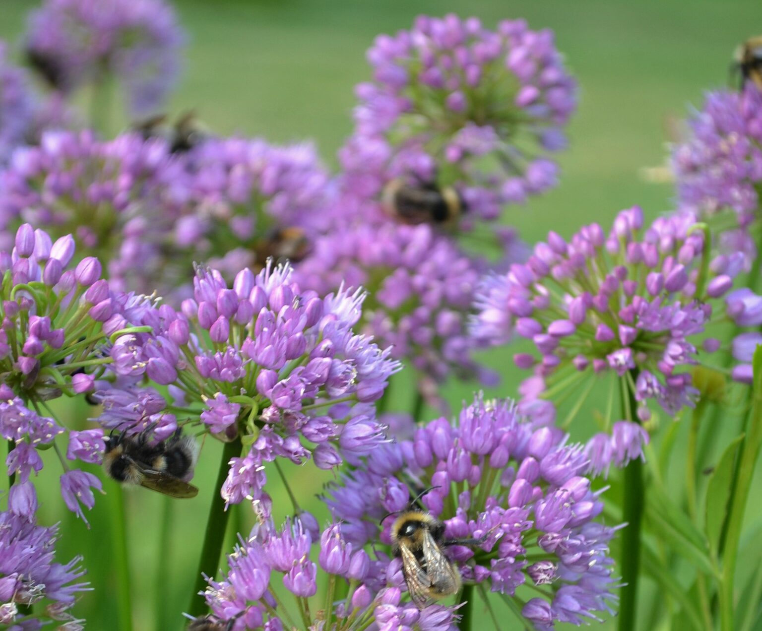 allium millenium | sandborgs trädgård