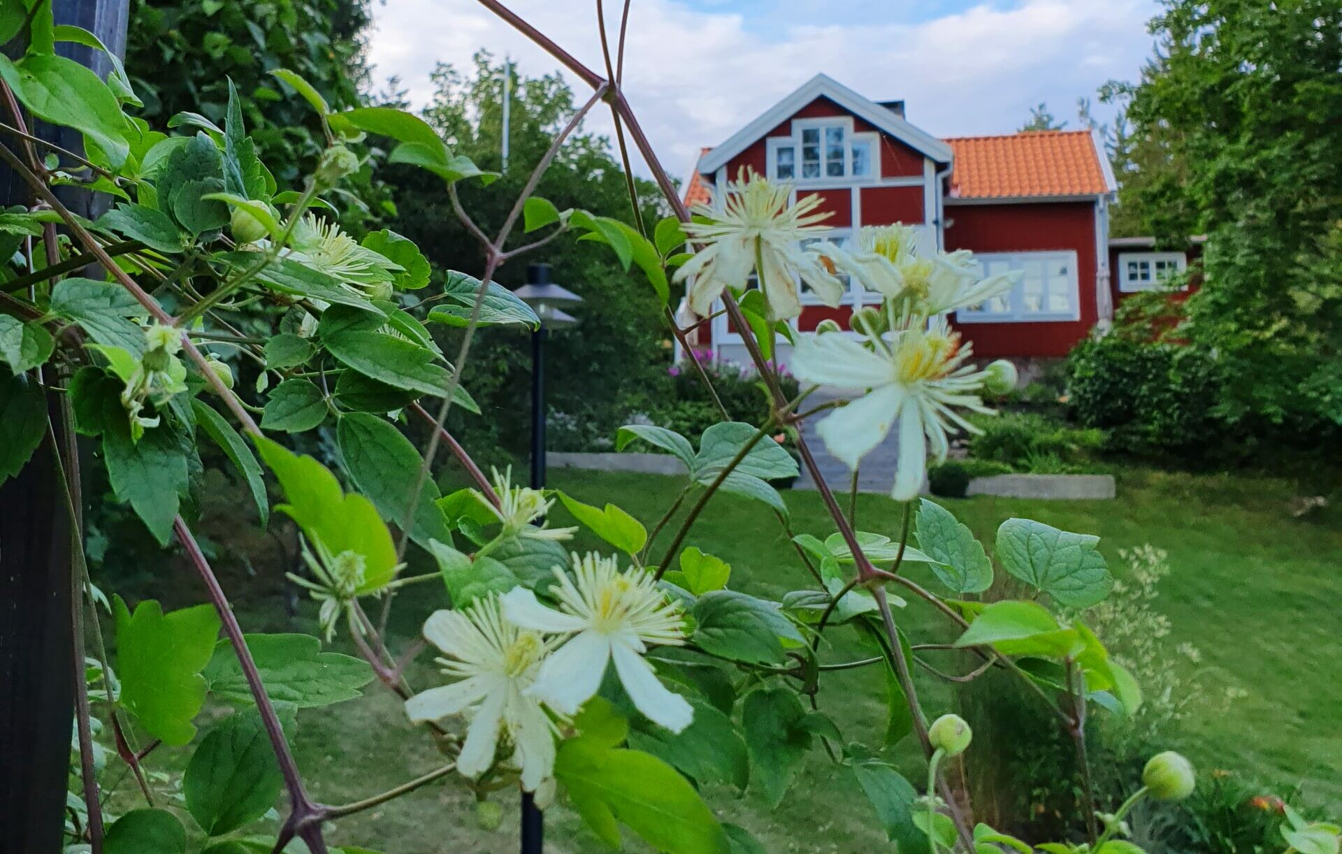 clematis summer snow | Sandborgs trädgård