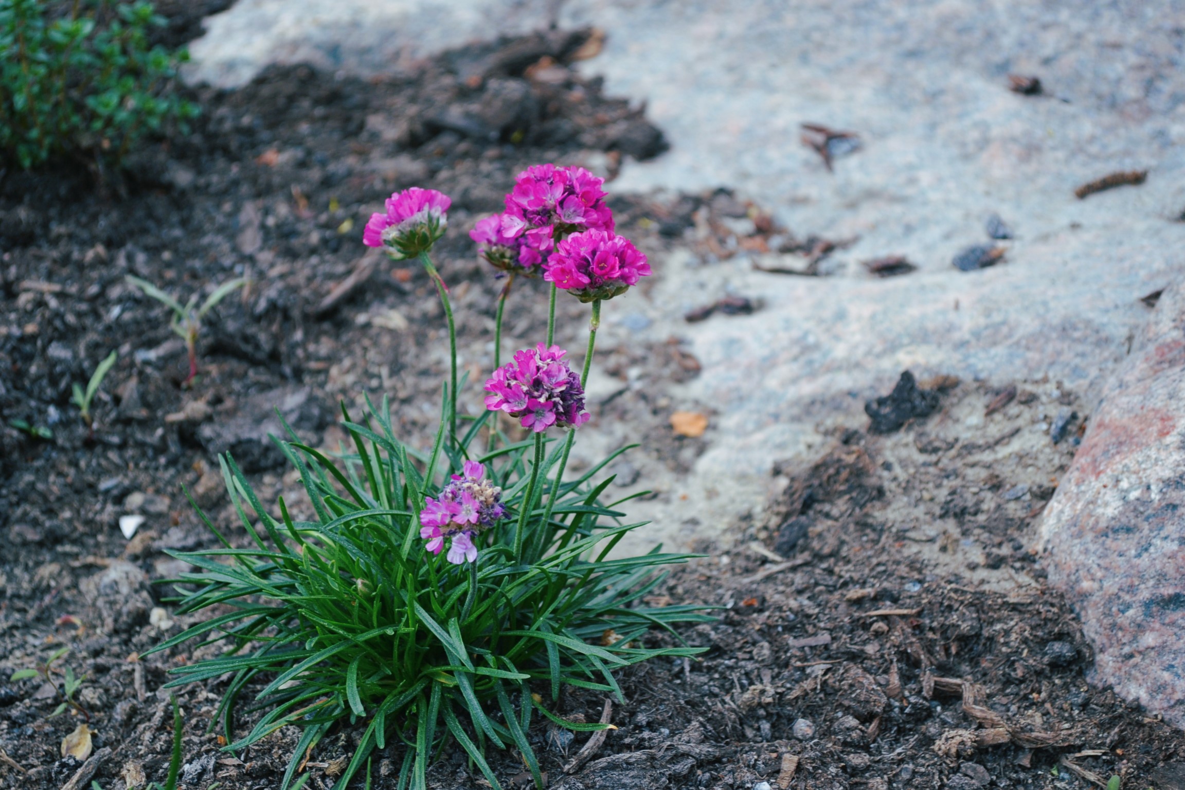 Armeria maritima | Sandborgs Trädgård