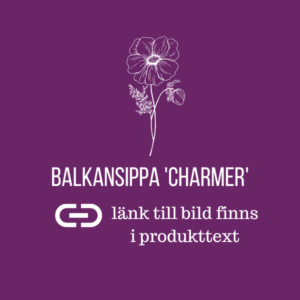 Balkansippa 'Charmer'