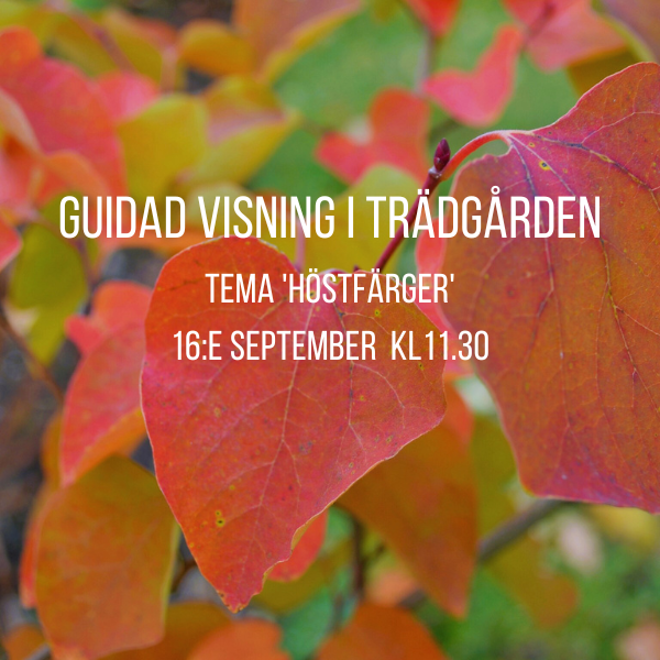 guidad visning | Sandborgs trädgård