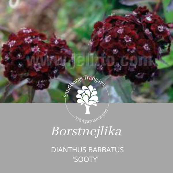 Borstnejlika 'Sooty'