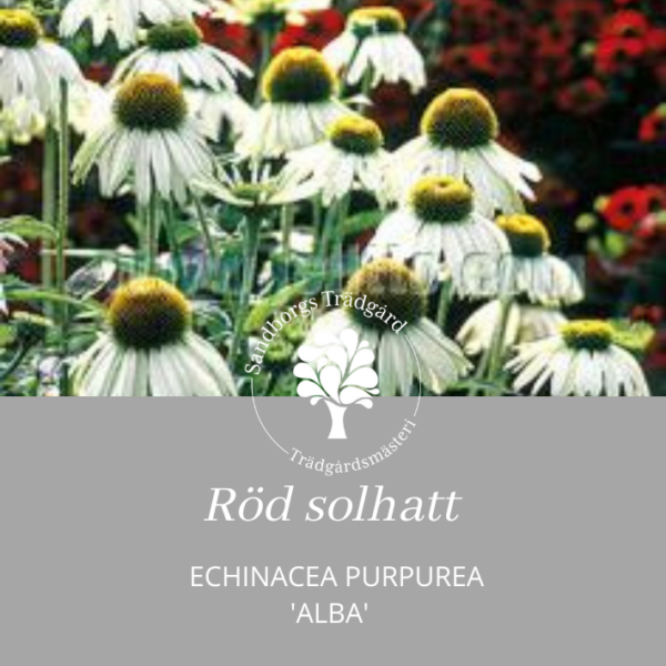 Röd solhatt 'Alba'