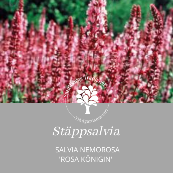 Stäppsalvia 'Rosa Königin'