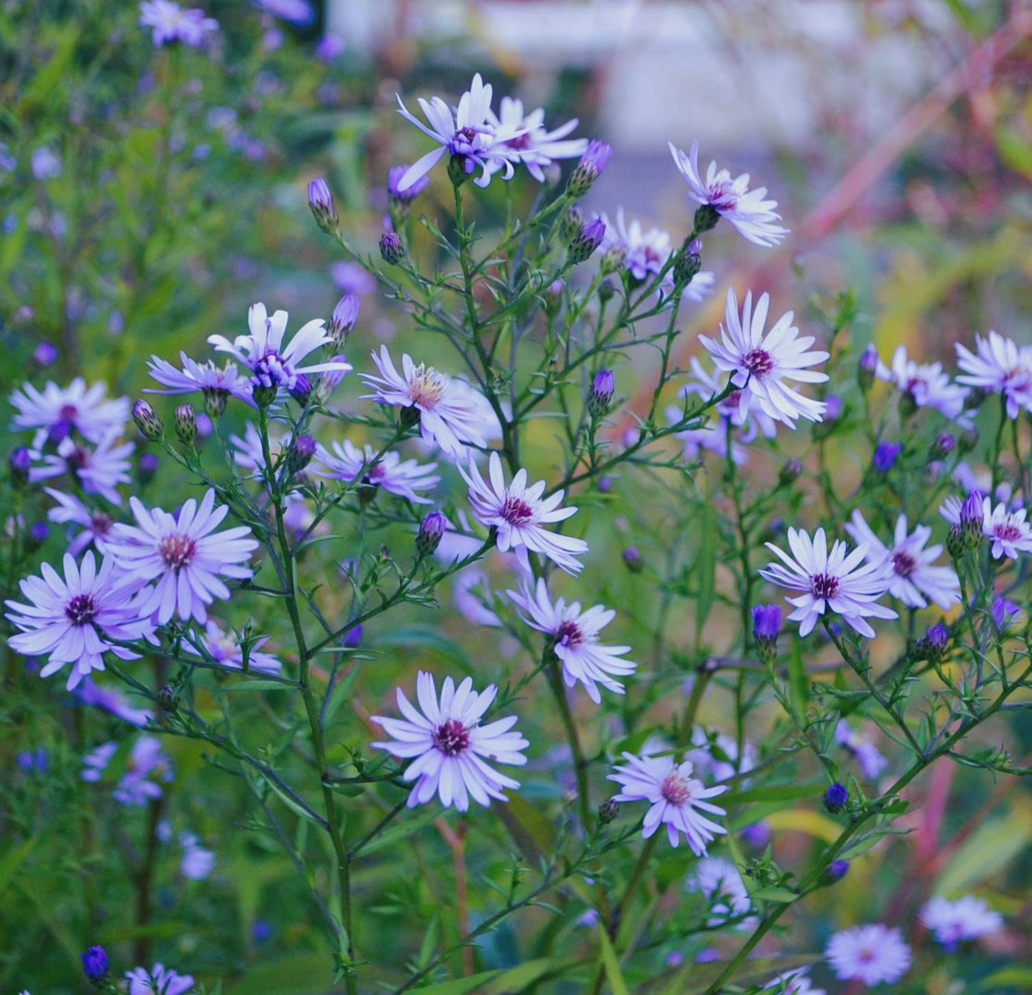 Aster little carlow | Sandborgs trädgård