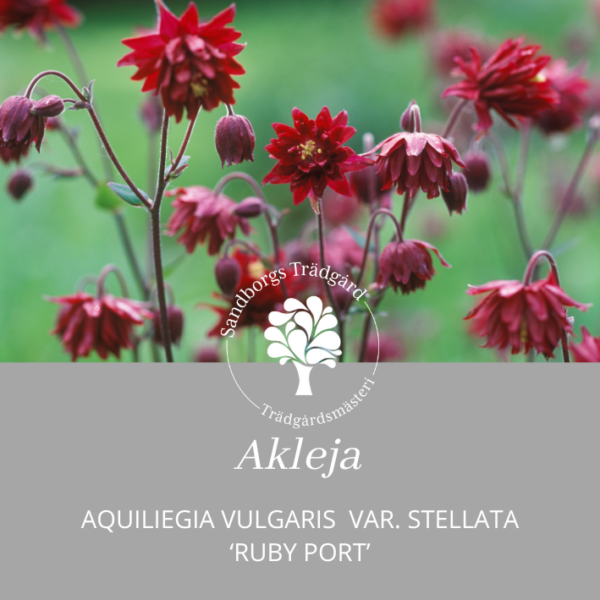 Akleja 'Ruby Port'