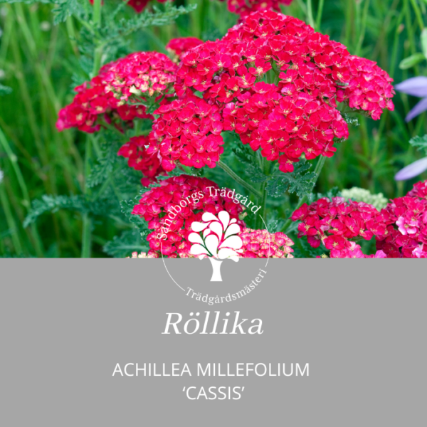 Röllika 'Cassis'