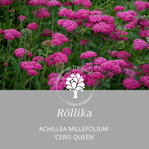 Röllika 'Ceris Queen'