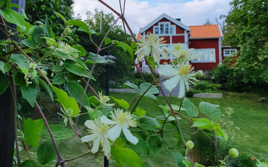 6 odlingsvärda klätterväxter