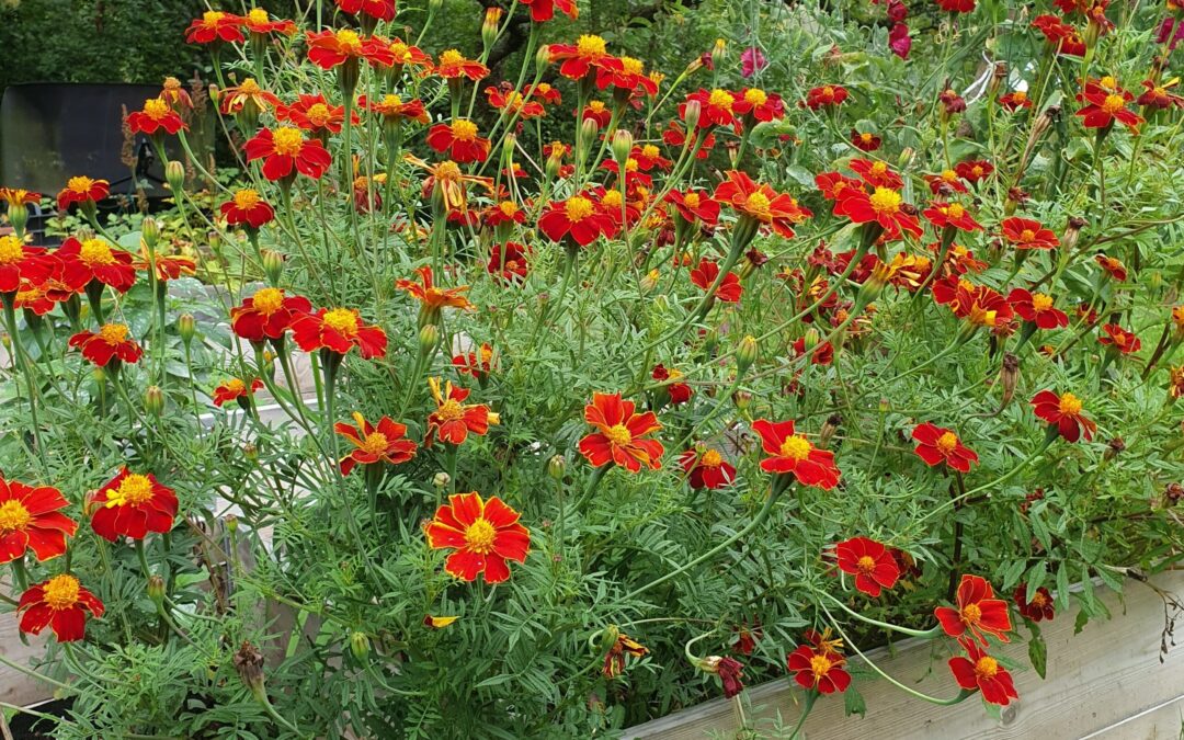 Trädgårdens blomsterkarameller