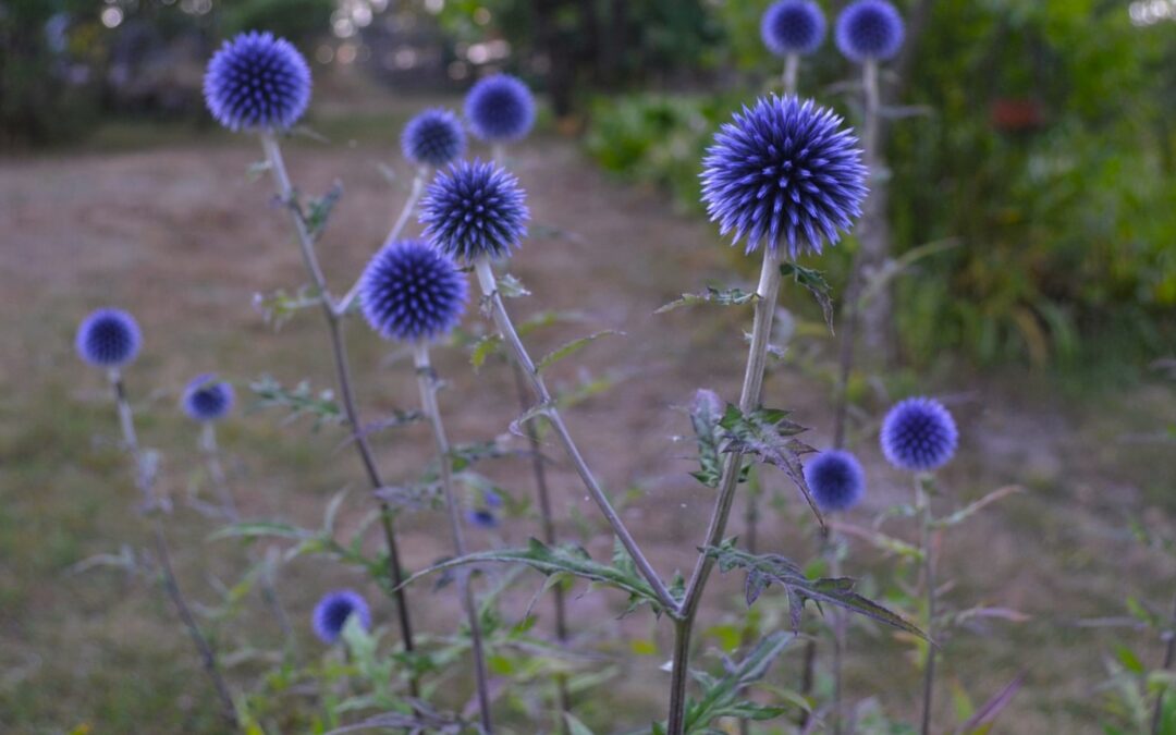 Växtporträtt : Bolltistel