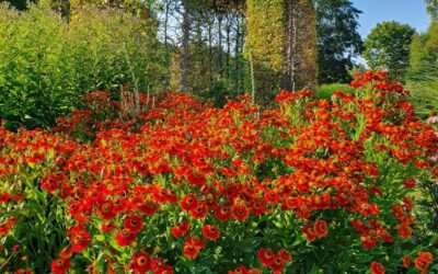 Drömmarnas park – Drömparken i Enköping