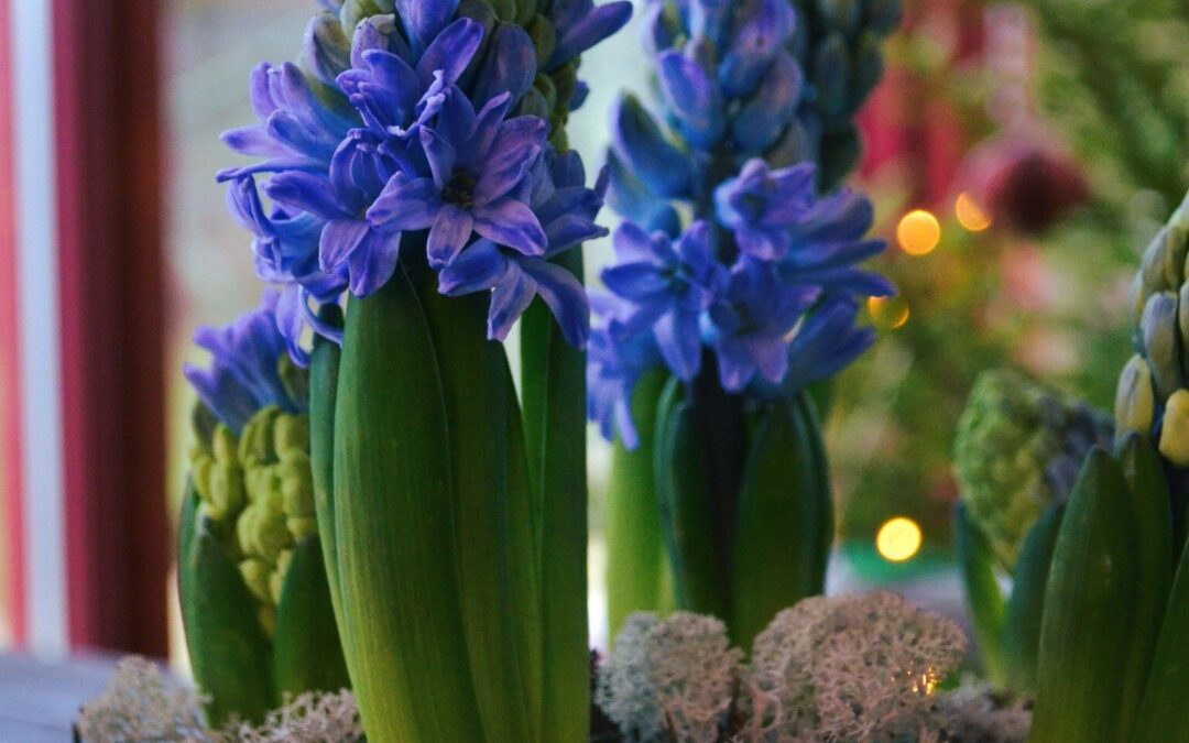 Tips: spara hyacinter och plantera ut dem