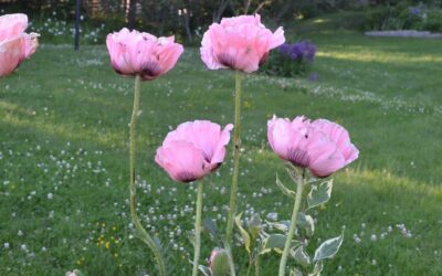 Nyhet i webbutiken! Perenner och pelargoner