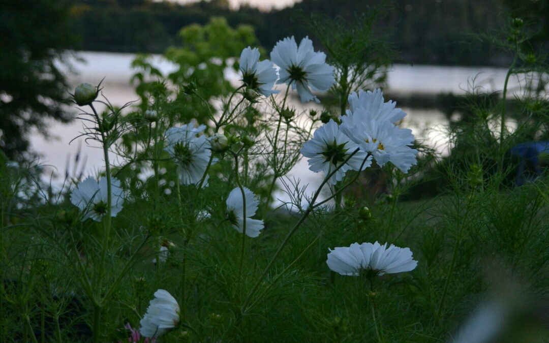 Växtporträtt : Rosenskära